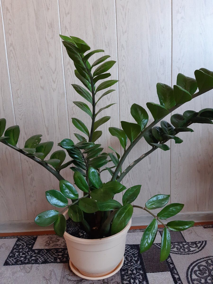 Денежное дерево, долларовое дерево. 