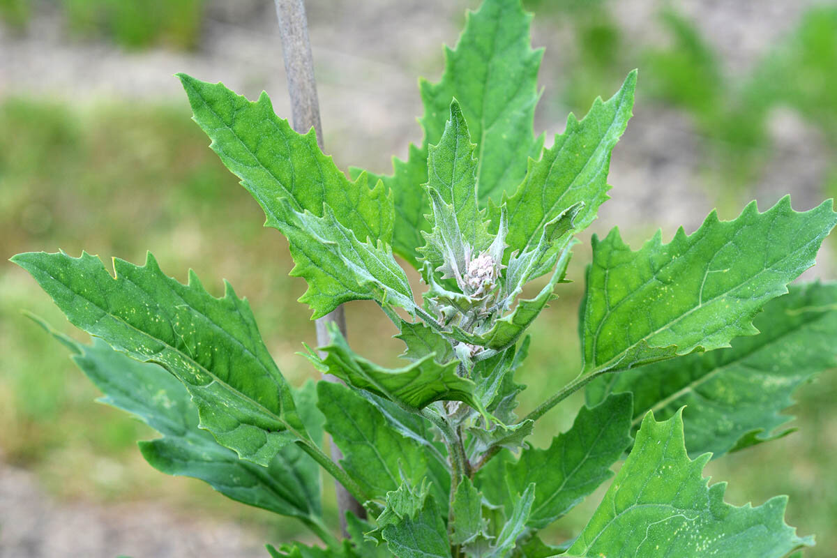 Лебеда растение. Лебеда (Atriplex). Лебеда Садовая. Марь белая лебеда.