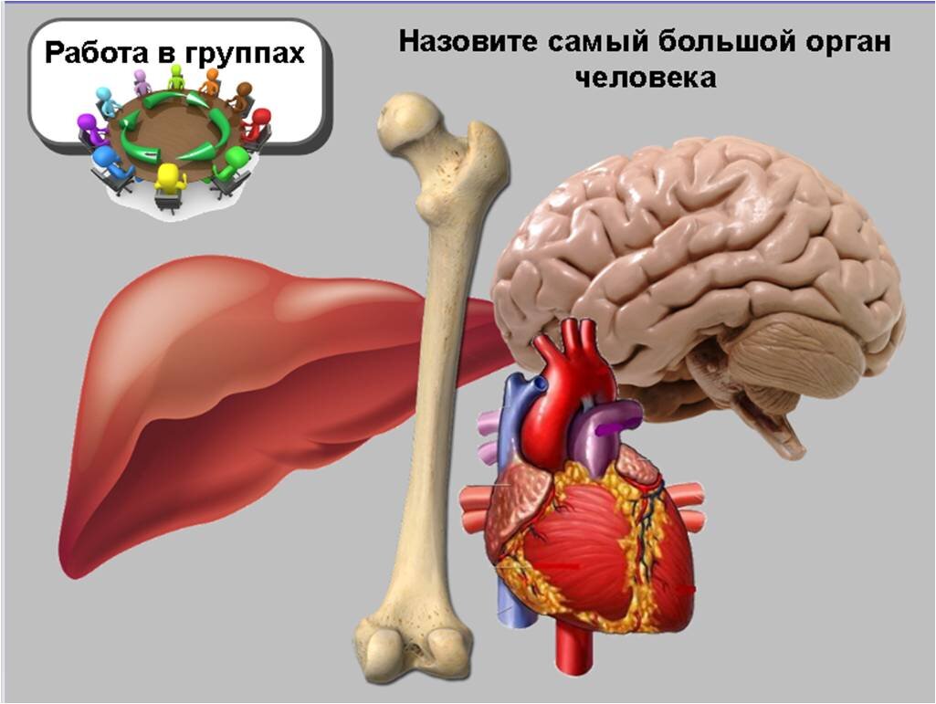 Атлас анатомии: мужской таз и репродуктивная система