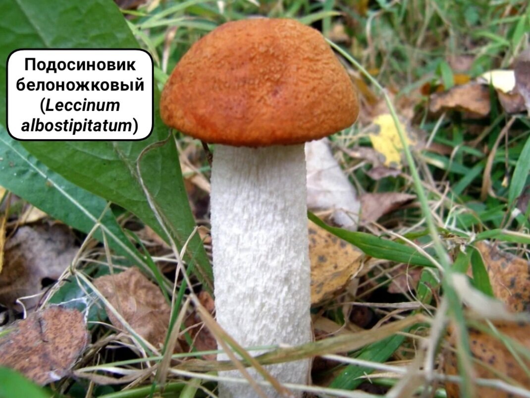 Яндекс. Картинки.