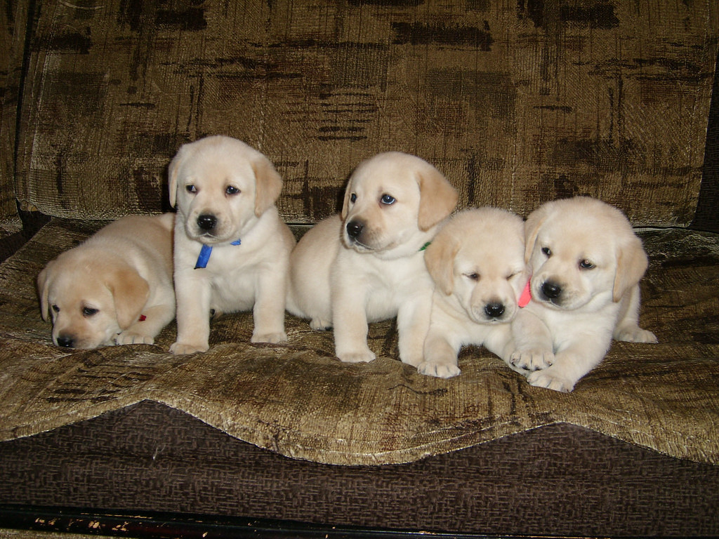 Дримины детки