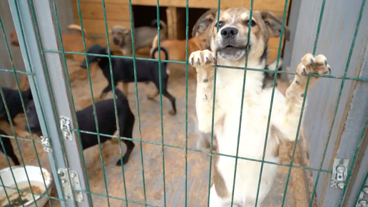 Приют для животных волгоград. Хвостатый дом приют для животных волгоград. Приют маленьких собак волгоград. Приют для собак хвостатый дом волгоград. Собака волга приют.