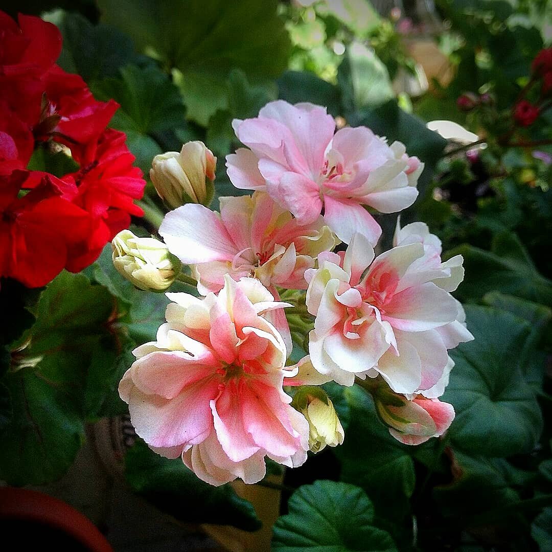 Сорт пеларгонии Ludwigsburger Fleur