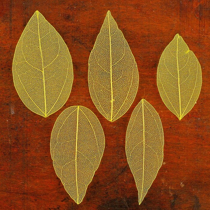 Скелетированные листья