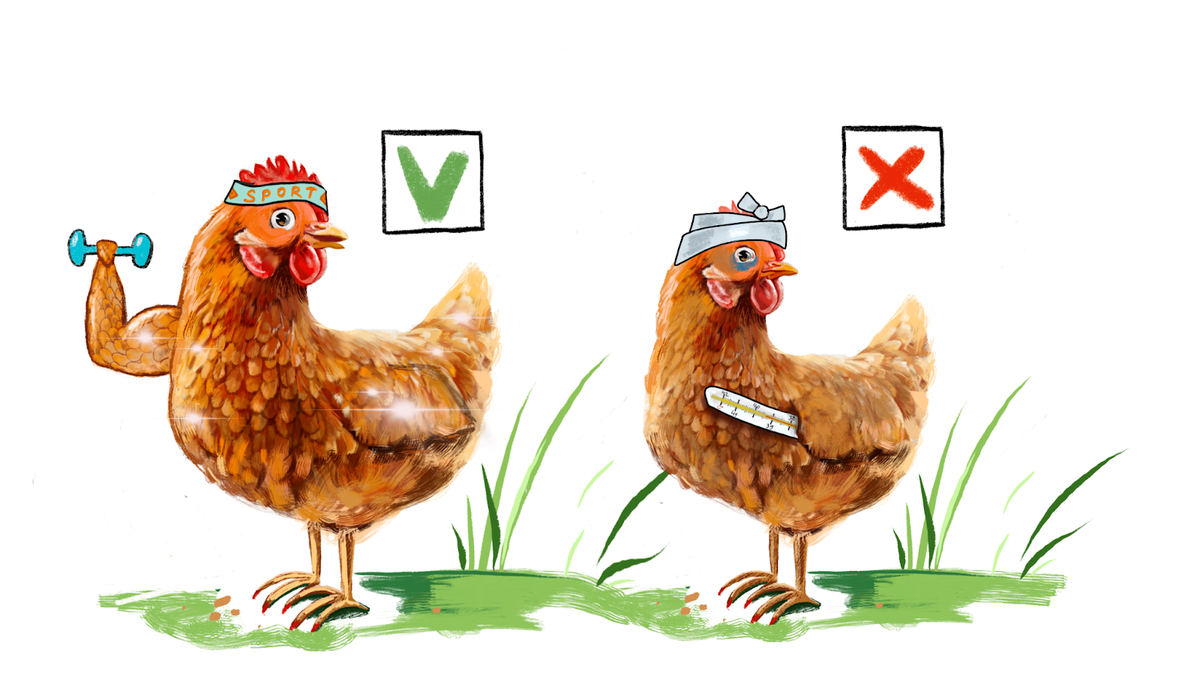 Выбираем здоровую курицу, которая будет хорошей несушкой.