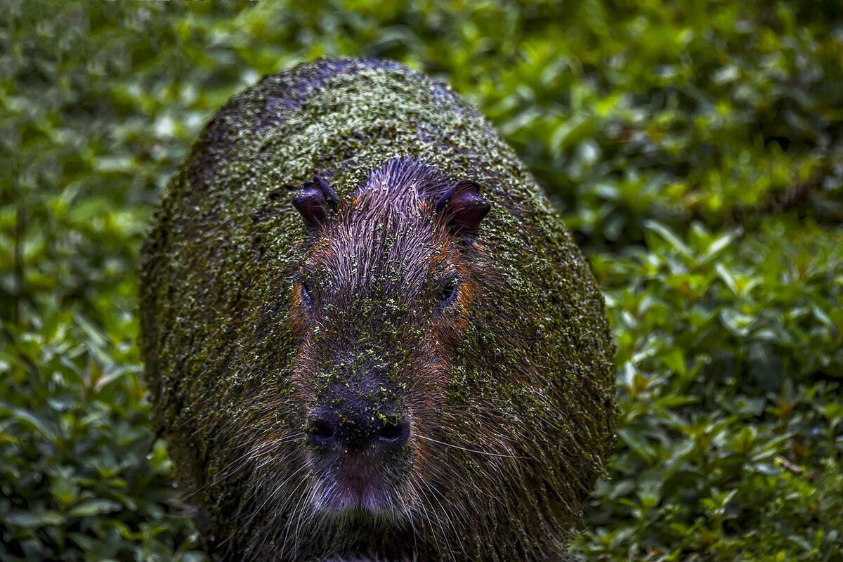 Капибара майнкрафт. Capivara для волос.