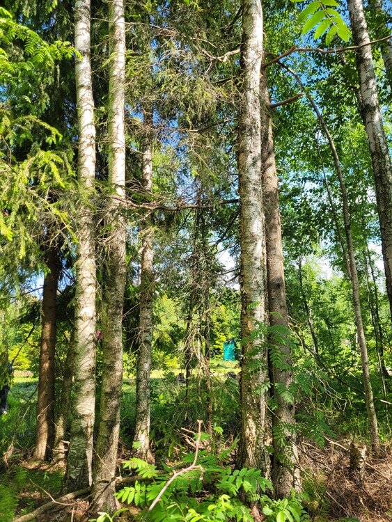 Фото участка (публикуется с разрешения автора)