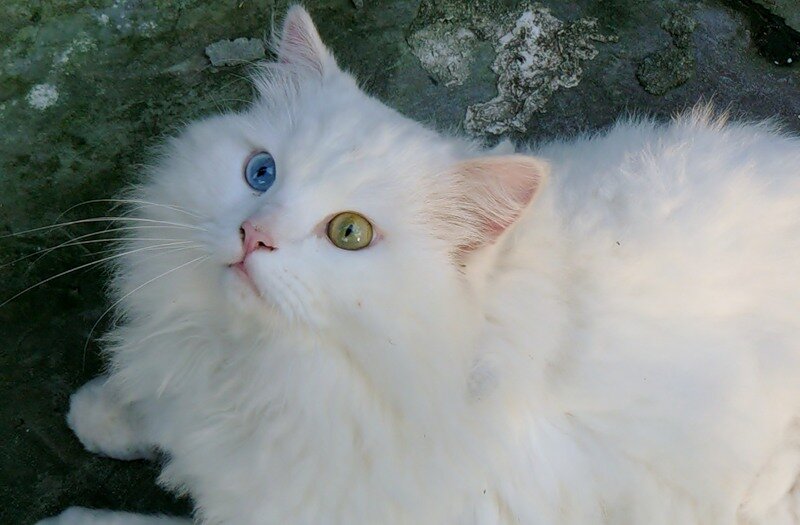 Принесли на обследование кота удивительной красоты. Совершенно белый, пушистый, как облако, разноцветные глаза - один голубой, другой зеленый. И совершенно глухой.-1-2