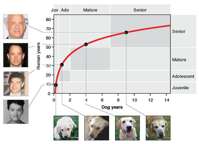    Самый легкий способ перевести возраст собаки в человеческий — ориентироваться на показатели в этом графике UC San Diego