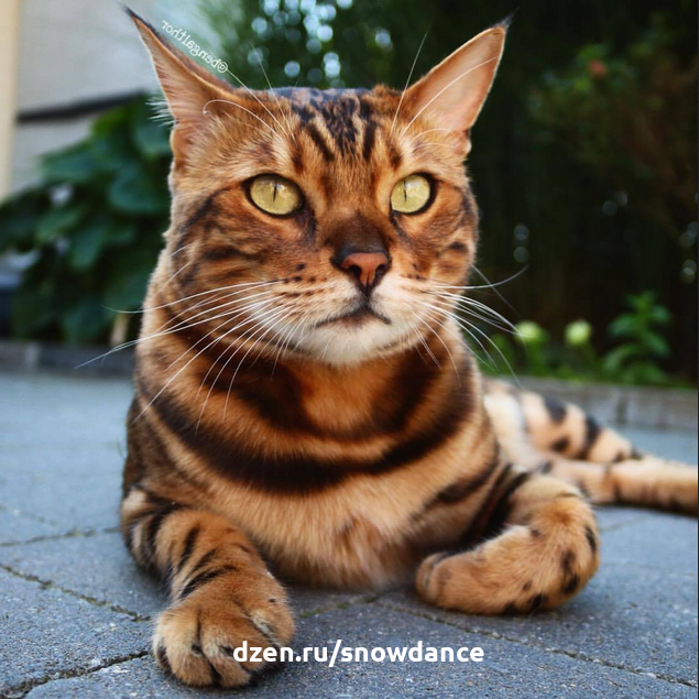 Абиссинский кот