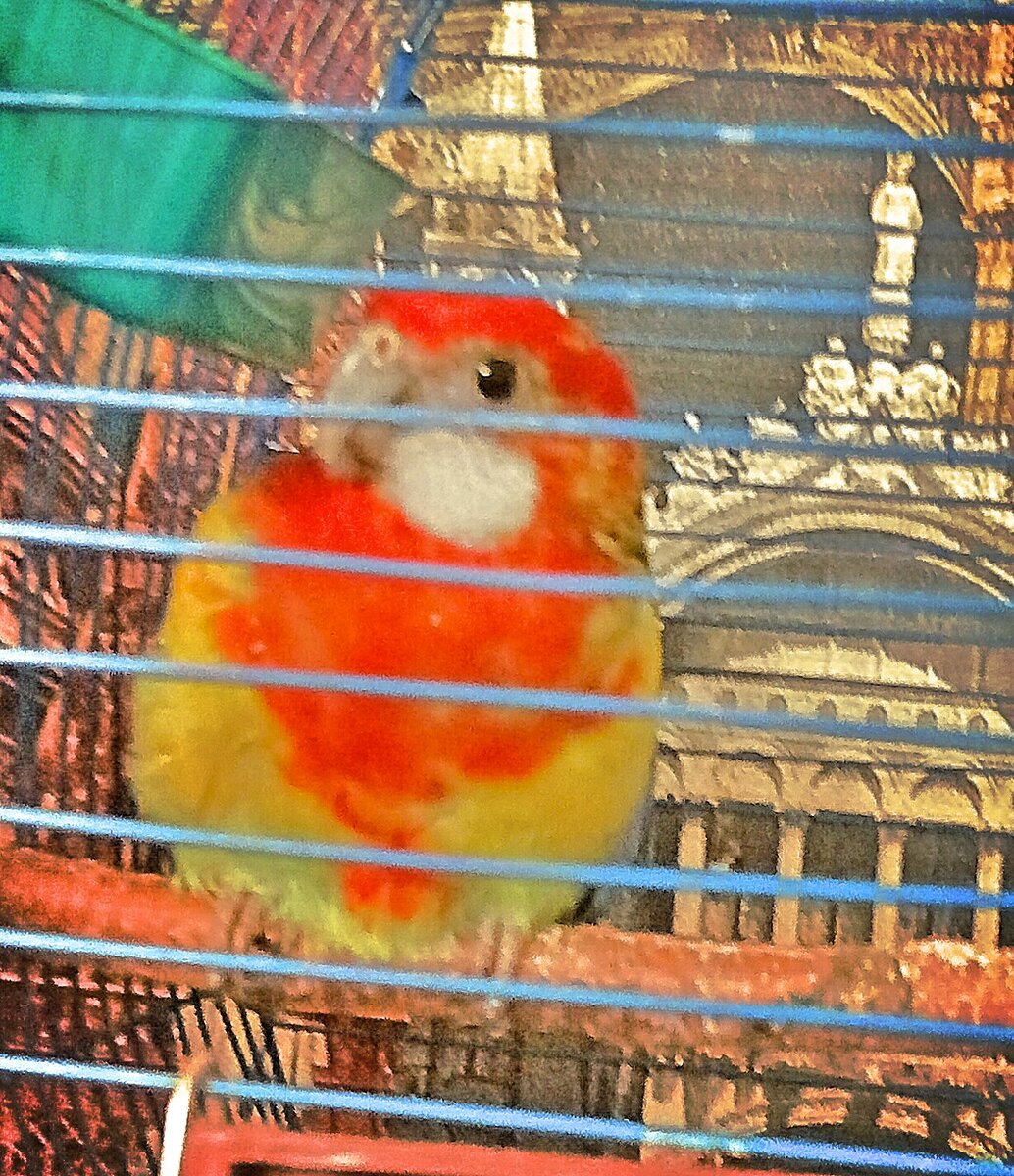 Мой Феникс в первые дни жизни у меня дома.