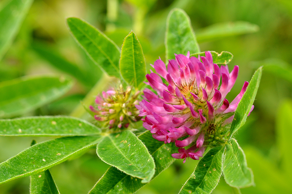 Красный Клевер Trifolium pratense. Клевер Луговой Клевер красный. Клевер красный (Trifolium Rubens). Клевер Луговой - Trifolium pratense l.