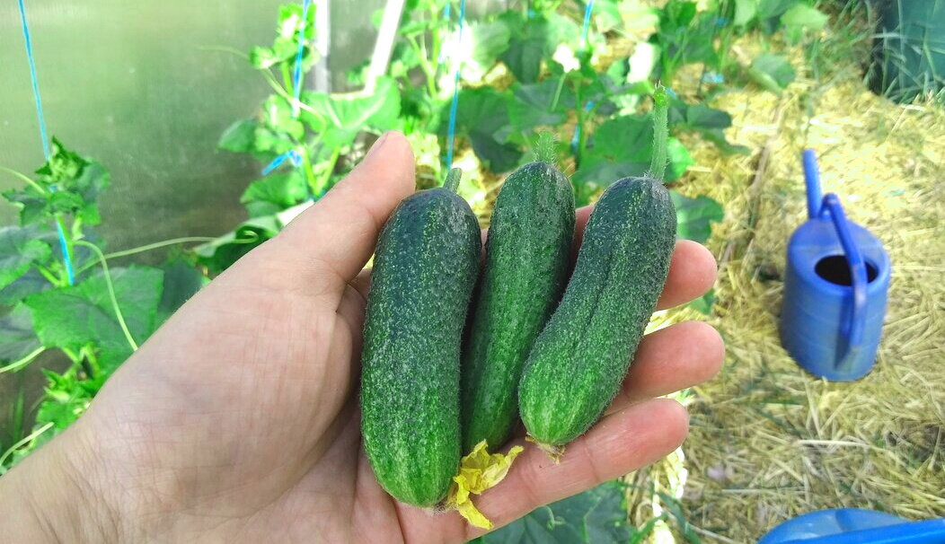 Огурцы универсальные. Подходят и для засолки, и для маринования. (на пакетике написано)