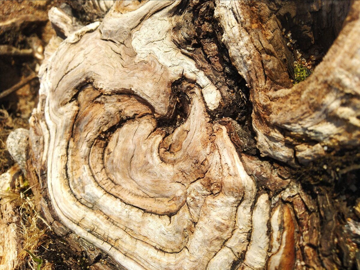 "Дерево". Фото без обработки. 2020 год