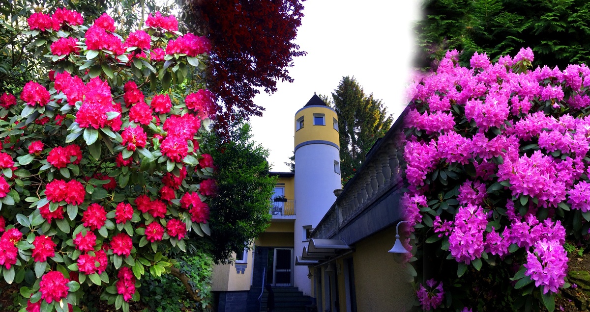 Отель в Дрездене. Как небольшой замок с башенкой и цветущим садом с прудом под окном.