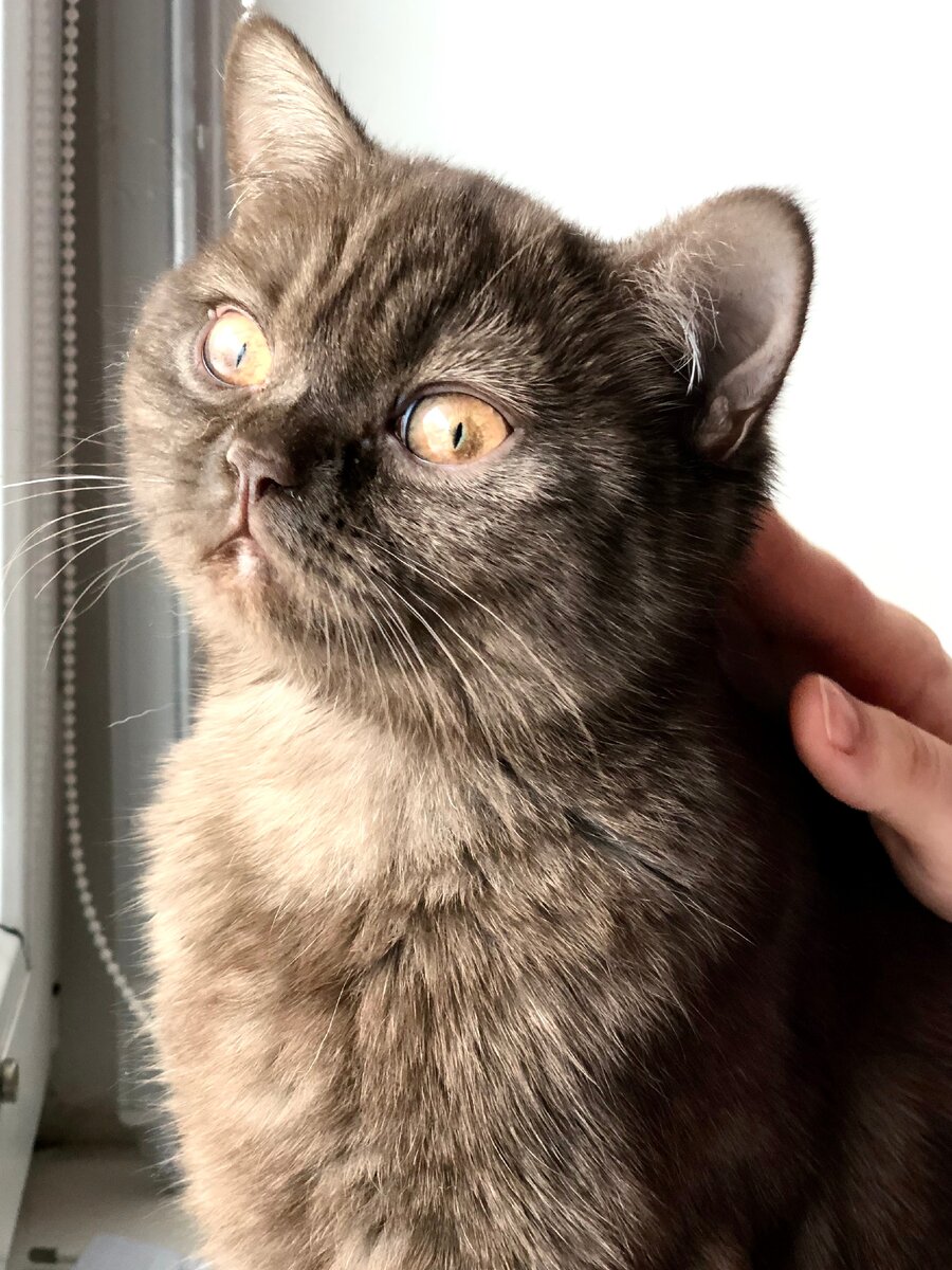 Тонита Британская кошка шоколадного окраса