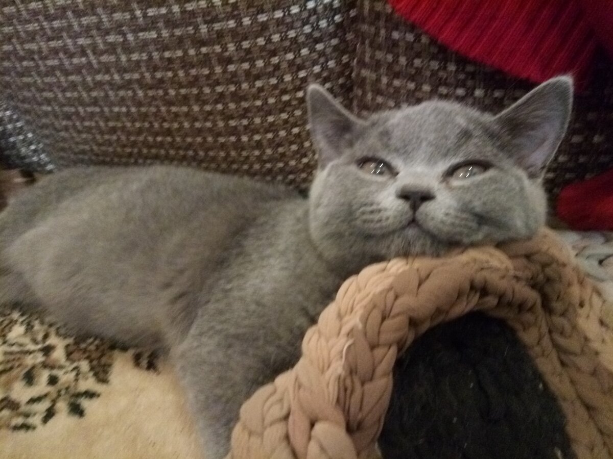 Британская наглая мордель мечтает о собственной собаке.