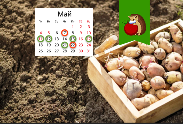 Лучшие дни для посадки картофеля в апреле. Лучшее время для посадки картофеля в Назрани.