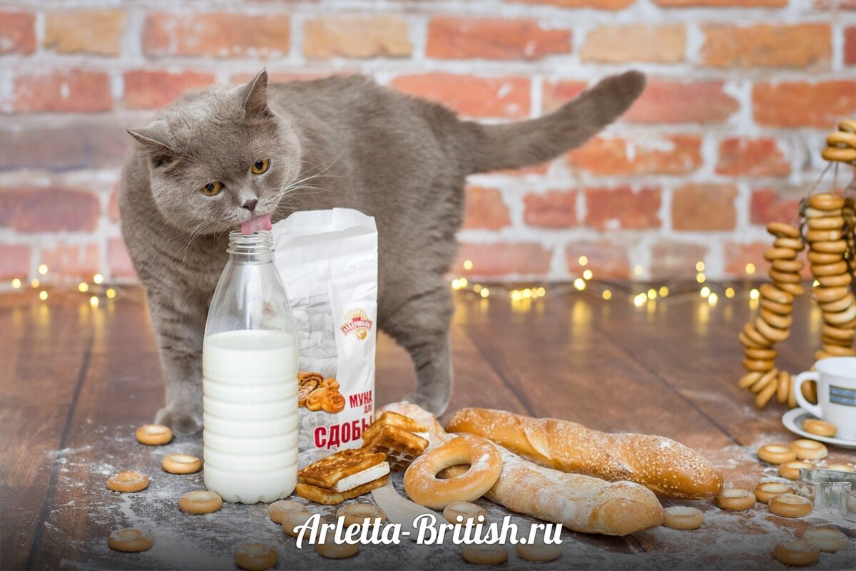 на фото британский кот Семен из питомника House Arletta British. Владелец и фотограф Семенченко Анастасия.