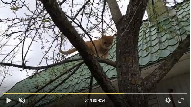 Кот Семен залез на высокое дерево и пытался поймать птичку. А потом почти прославился в Интернете