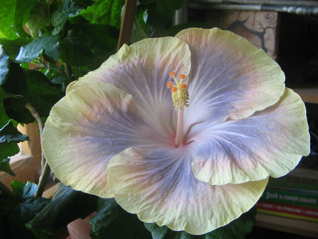 Преимущества гибискуса для красоты и здоровья