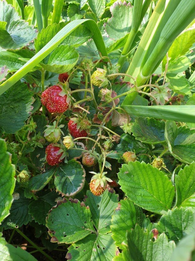 Моя  клубника  и чеснок.