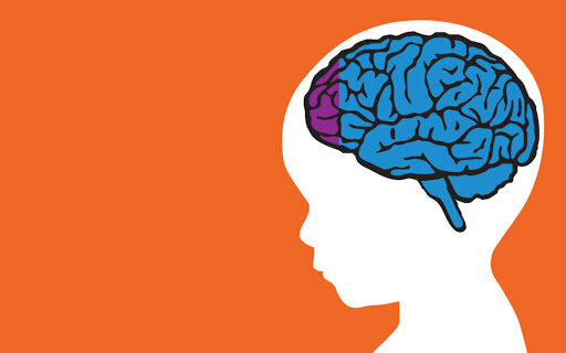 Префронтальная кора мозга ребенка. Centro Nascita Montessori