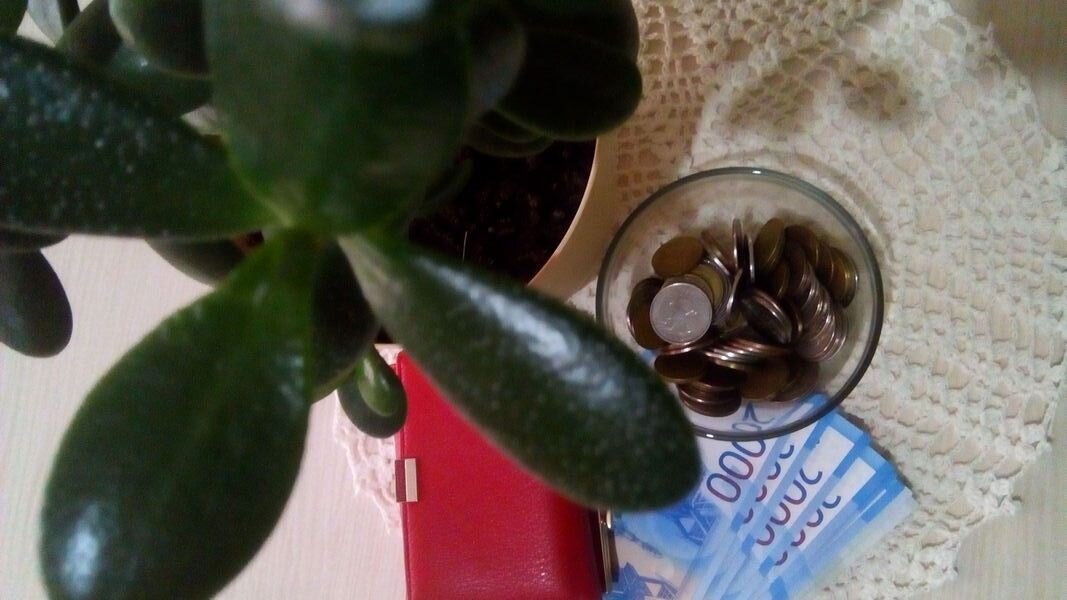 Деньги под денежным деревом