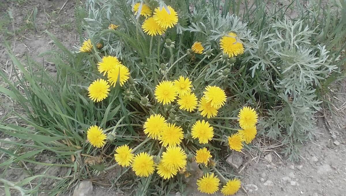 Одуванчики.  Фото автора