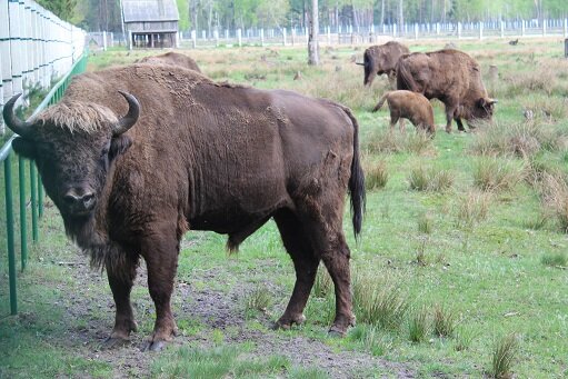 Беловежская пуща. Фото автора