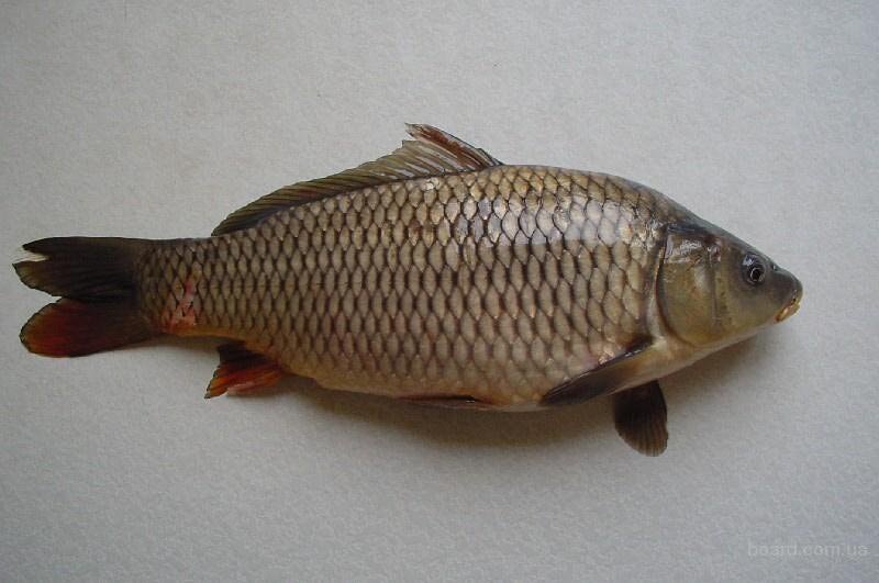 Карпа очистите от чешуи и  выпотрошите, осторожно вскрыв брюшко и вынув все внутренности, а затем поскоблив немного нутро рыбы ножом. Срежьте хвостик, плавники, жабры . Очищенную рыбу промойте и оботрите насухо одноразовыми бумажными полотенцами.
