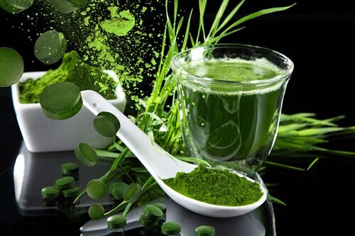 Хлорофилл в виде таблеток, проростков, порошка и концентрированного сока