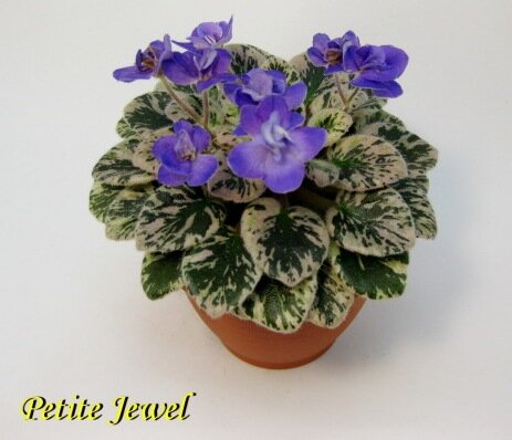 Petite Jewel (H.Pittman).  Источник интернет