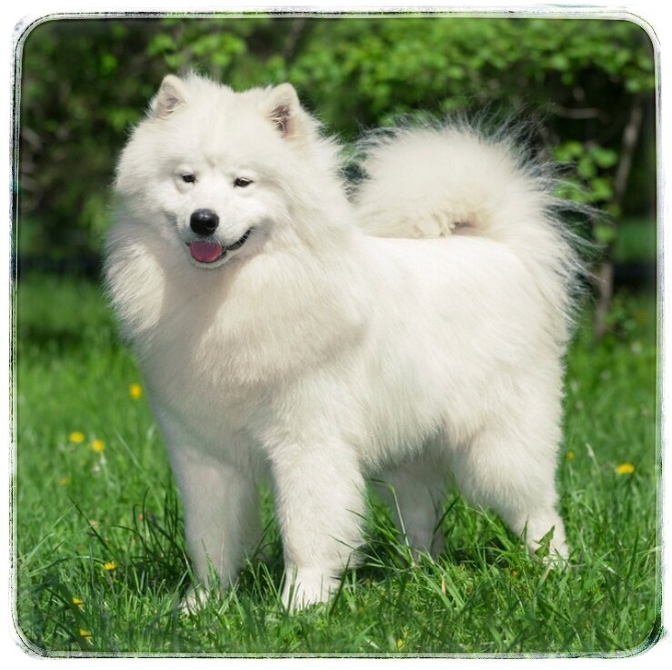 Соседская собака, с которой всё и началось