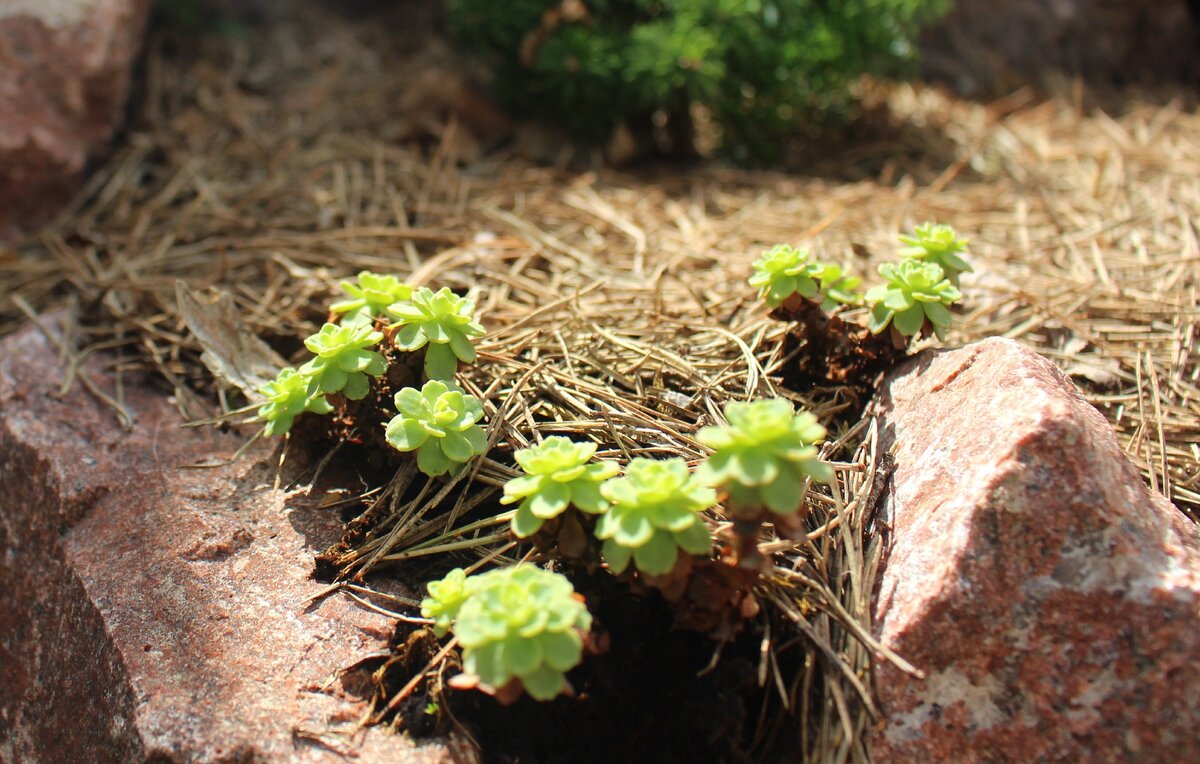 Первые побеги очитка толстоветочного (Sedum pachyclados) на горке в моем саду 19 мая