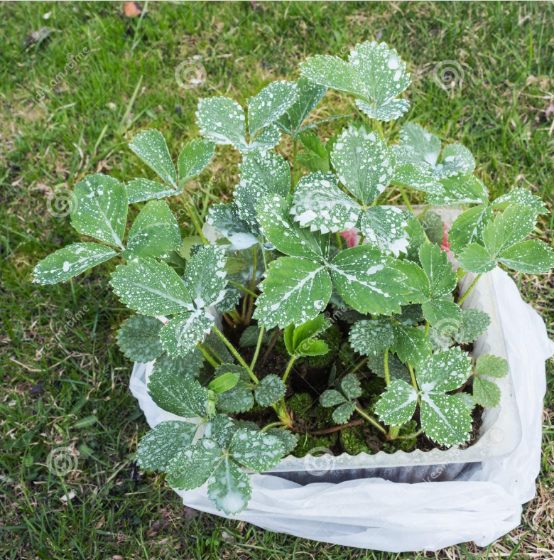 Картинка взята с сервиса Яндекс.Картинки 