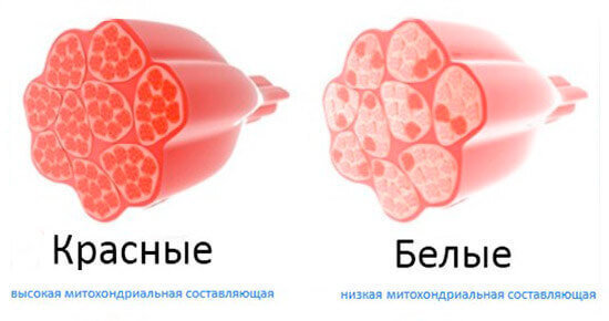 Увидеть правду в море дезинформации не так и сложно. Но она менее приятна, поэтому чаще отвергается начинающим спортсменом. Дело в том, что упражнения для так называемого локального сжигания жира на животе на деле не очень-то помогают скинуть вес. Комплекс упражнений без большого дополнительного веса в многоповторном режиме не способствует набору массы, поэтому такую программу занятий условно называют жиросжигающей.