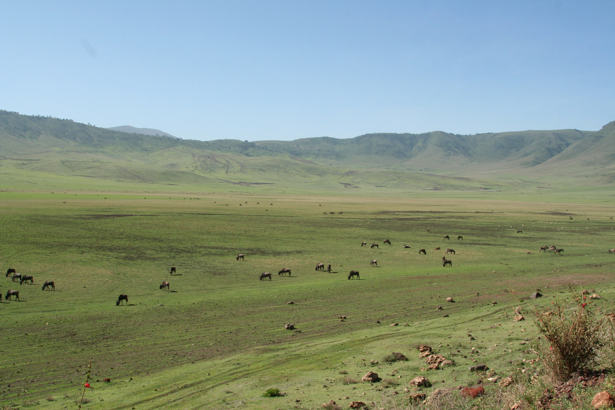 Просторы Серенгети  (фото из личного архива)