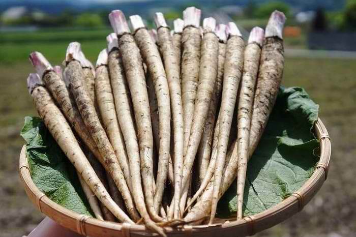 Корень лопуха