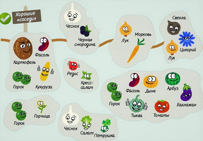 идеальное соседство