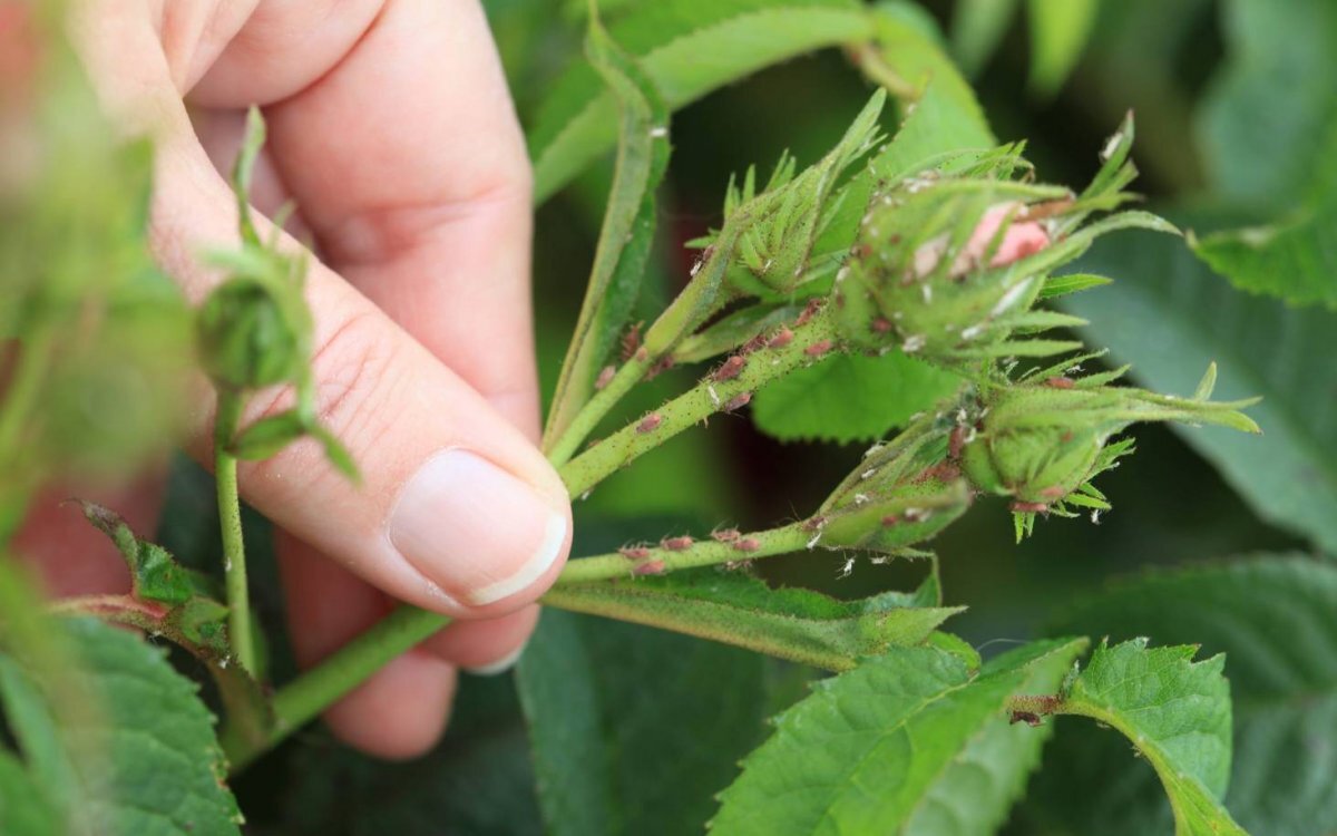 Ох уж эта тля 