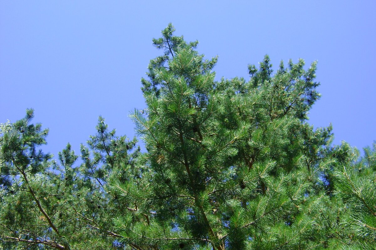 Новосибирск