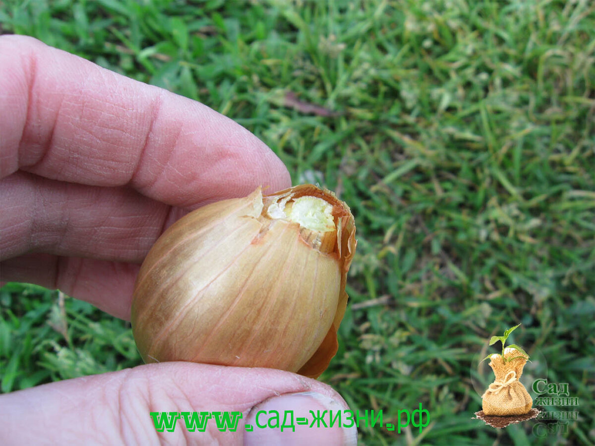 обрезаем у луковицы сухую верхушку и сухое донце