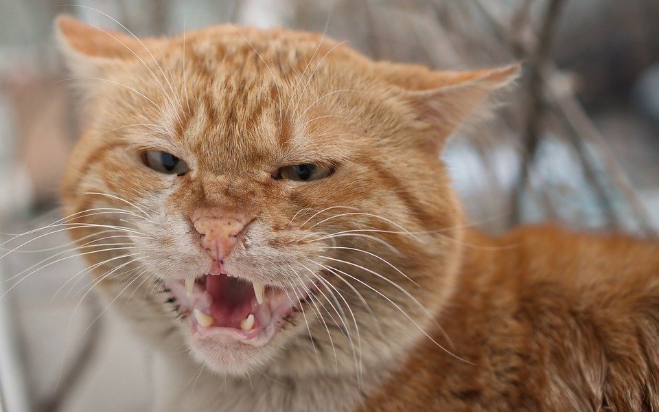 агрессия кошки может стать причиной фобии (фото pixabay.com)