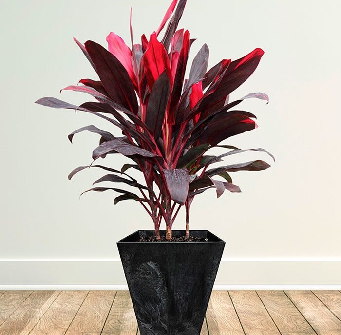 Если в доме растет кордилина, правила ухода за ней должны обязательно включать регулярные мероприятия по поддержанию высокого уровня влажности. Иллюстрация для статьи используется по стандартной лицензии ©dachnyedela.ru