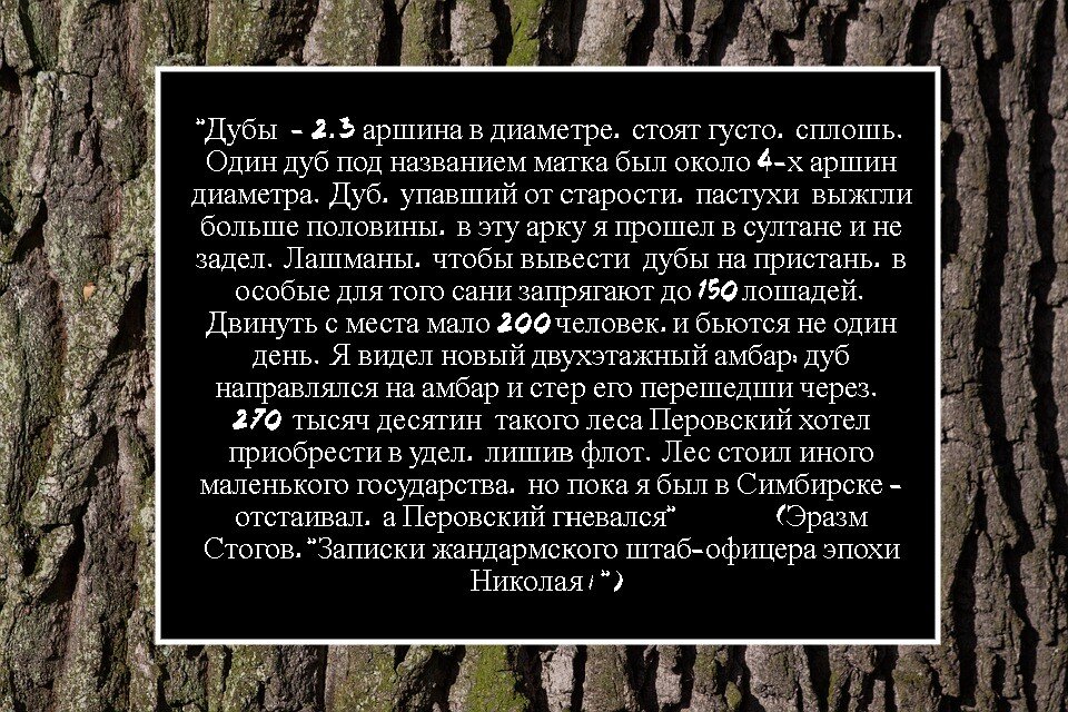 Вот такие громадные дубы валили татбездненцы.  Труд лашманов был адский - и штаб-офицер уважал этих богатырей 