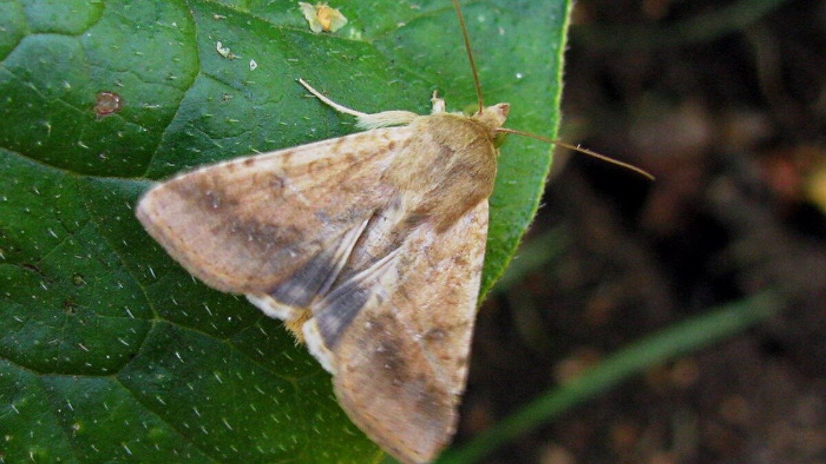 гусеница. Helicoverpa armigera бабочка. гусеница хлопковой совки (helicoverpa armigera). хлопковая совка. хлопковая совка имаго.