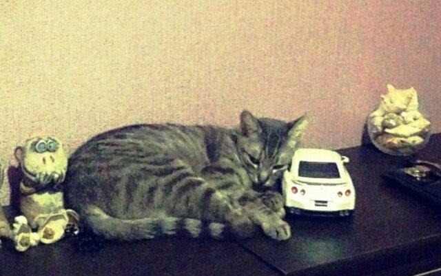 Проживая у одинокого мужчины, кот быстро заражается мечтой об автомобиле.