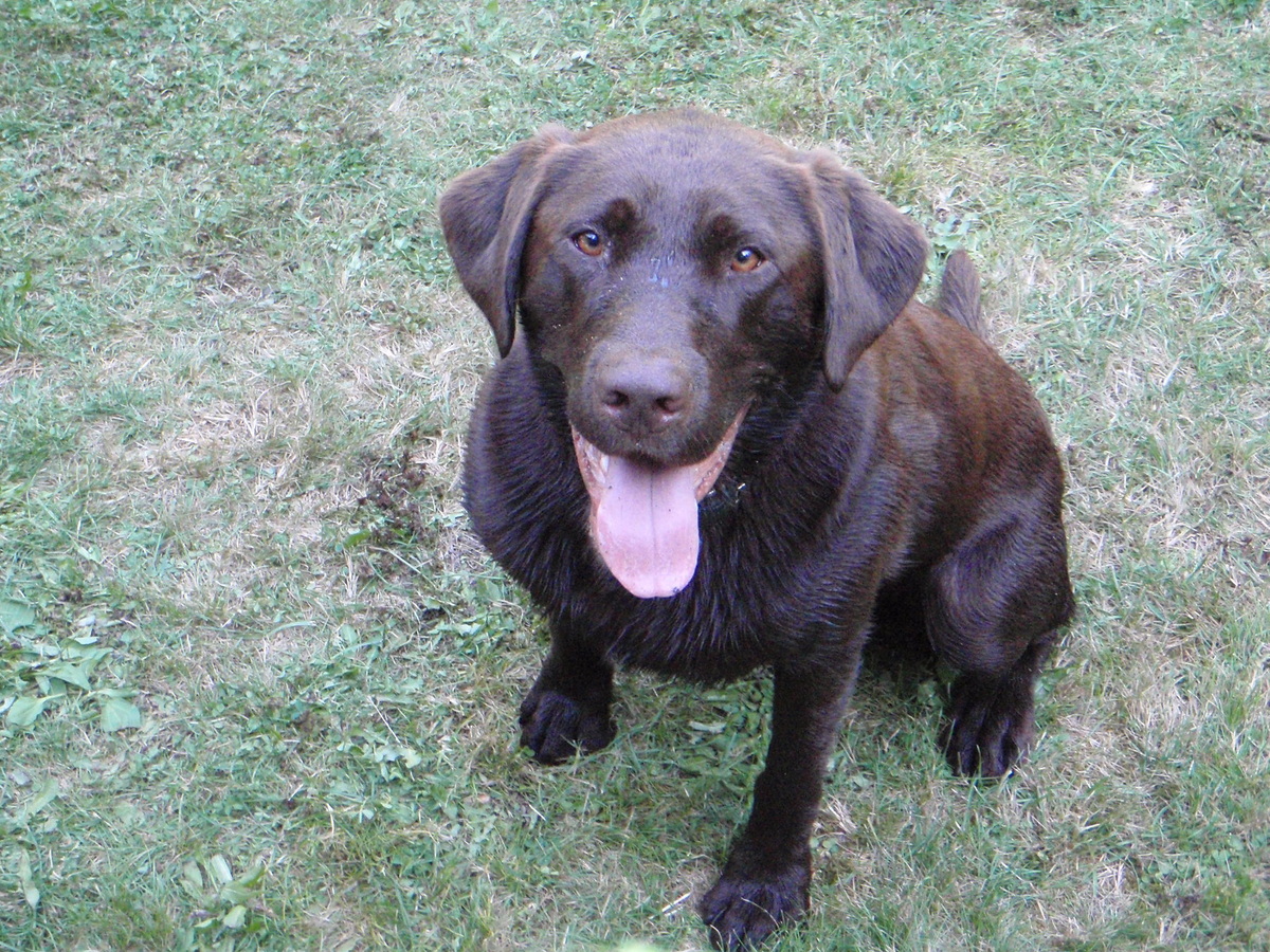 лабрадор, который боится салютов