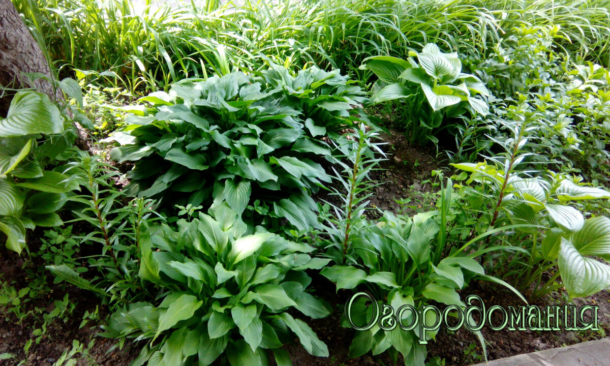 Фото автора: Мое королевство хост. Как видите, все живы и невредимы :)